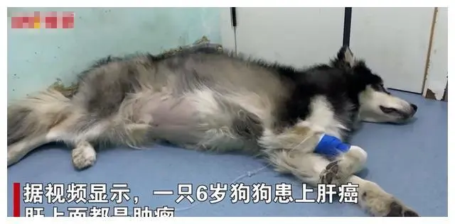 陕西一狗狗患上肝癌，去世前跟主人拜别，网友：万物皆有灵