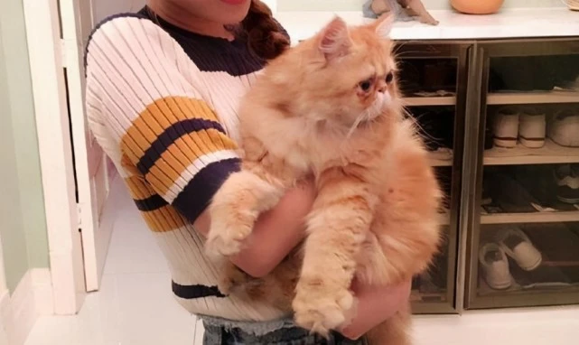 为什么别人家猫被抱都不会反抗，而自家猫咪死活不让你抱？