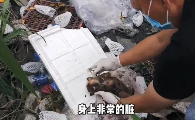 堆满垃圾的河边，1只未满月的小狗叫着：谁来帮帮我？