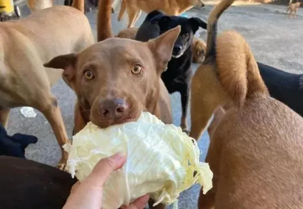 洗白菜，半路被“抢劫”！吃货汪“嘴巴咬紧”，鼻孔出力：快给我