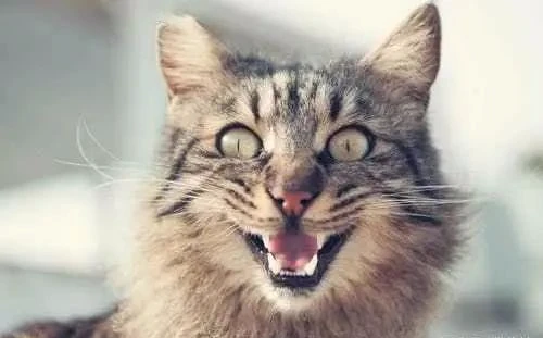 为什么农村土猫临死之前选择离家出走？老一辈的说法不是没有理由