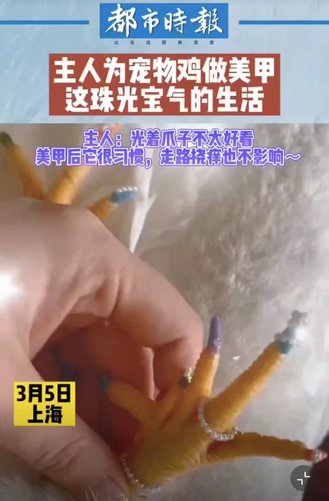 主人嫌宠物鸡指甲不好看给它做美甲