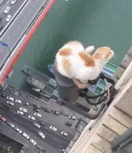 大胆猫主子站30层高楼外晒太阳，表情亮了，网友：不行我恐高