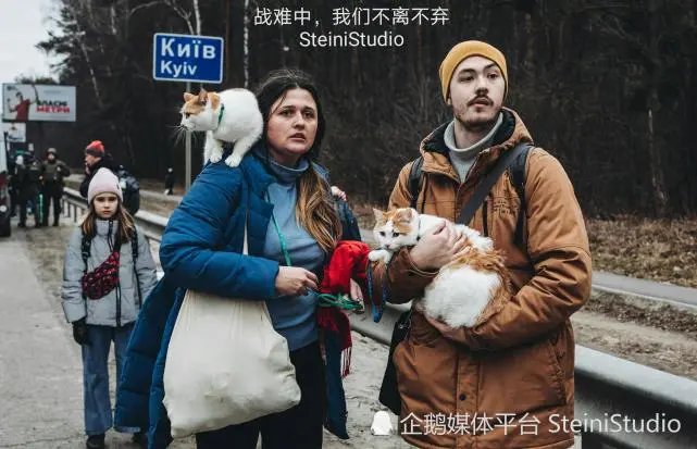 战难中，我们和猫咪不离不弃