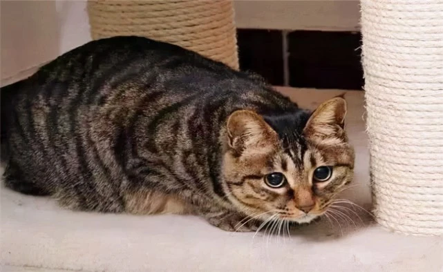 狸花猫这些行为，其实是在“保护”主人，别傻傻的不知道