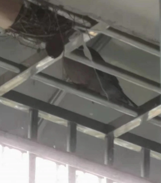 斑鸠连续两年飞来，常德女士一个暖心举动让小鸟在此安家