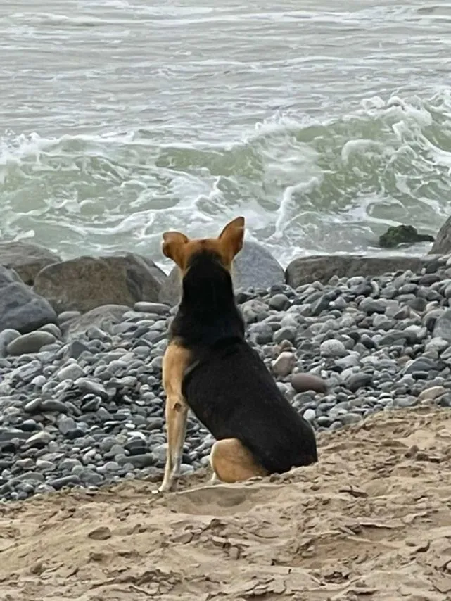 11岁獒犬被送收容所，主人一离开，它就趴在门后哭了起来……