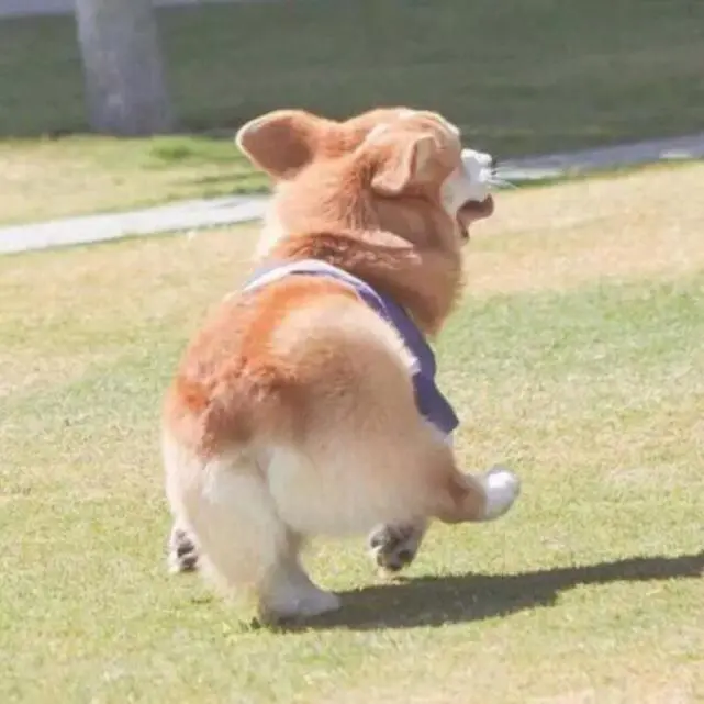 女生养公柯基的好处，懂的人都懂