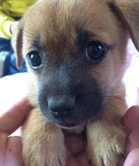 泰迪被土狗睡了，生出来的崽却很萌，网友：这是混血最漂亮的狗！