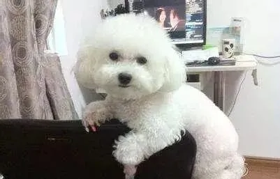 西施犬祸害泰迪，泰迪生下一只小奶狗，主人被惊喜到了：太萌了