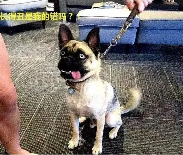 哈士奇把巴哥犬办了，生下的崽丑萌，网友：恭喜二哈喜提巴扎黑