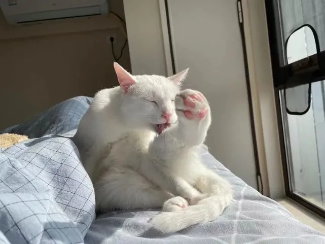 小猫咪因“油腻”被群嘲，我不理解…但看完笑yue了哈哈哈哈哈