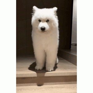 主人晒出一组家里狗狗小脚丫的照片，网友疯狂点赞：可爱哭了！