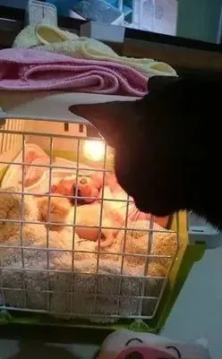 关于“橘猫无上限”这个事情，铲屎的有话说～