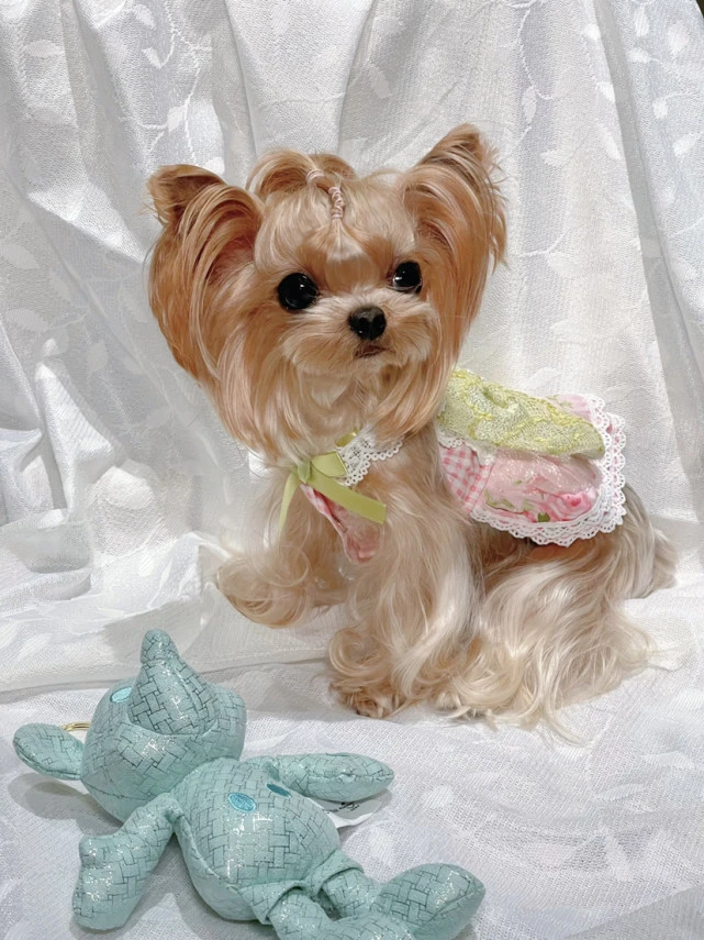 女神节，你不能错过的小可爱！