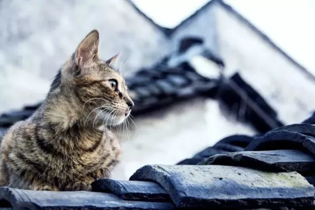 别杀猫狗，报应惊人！（真实故事）