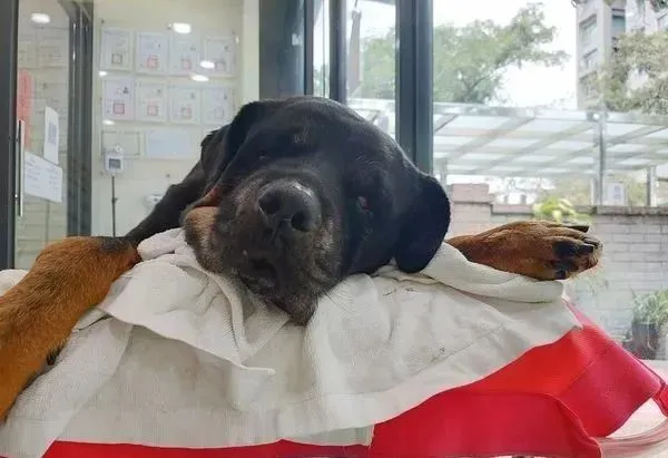 洛威拿慢慢瘫痪“坐推车去看海”，眼睛发亮，阳光下吹暖风灿笑