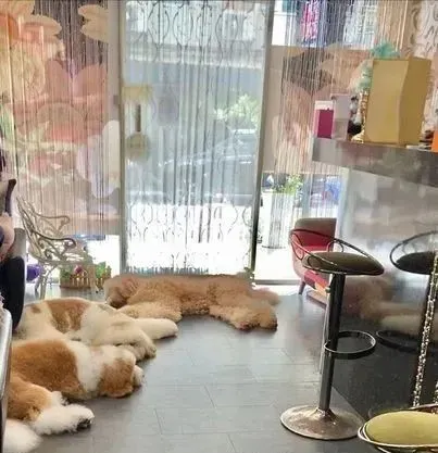 三只巨贵争宠，主人一秒被淹没…这沉重的爱哈哈！