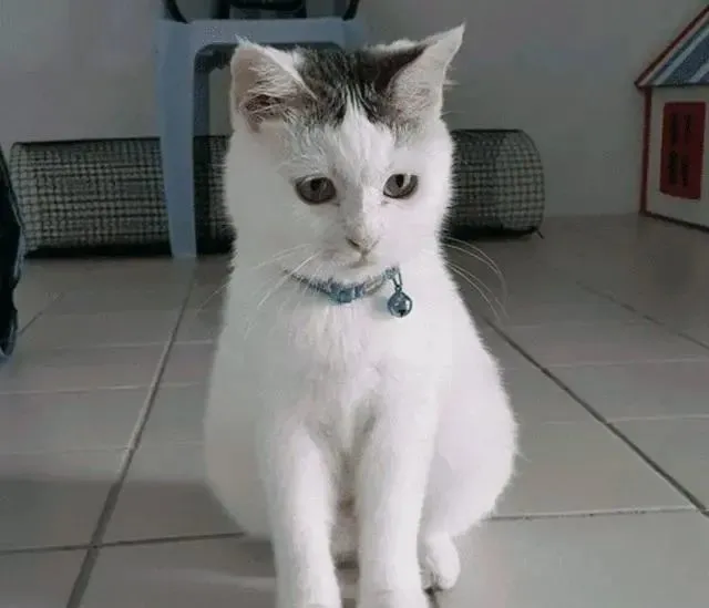 猫咪被扔出小区4次，2年流浪受尽欺负，女孩犹豫1个月，最终收养