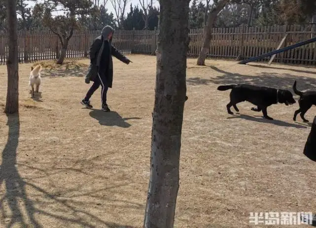 狗狗玩得欢，你我更文明