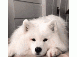 这些大狗，没被“禁”，住市区也可以安心养