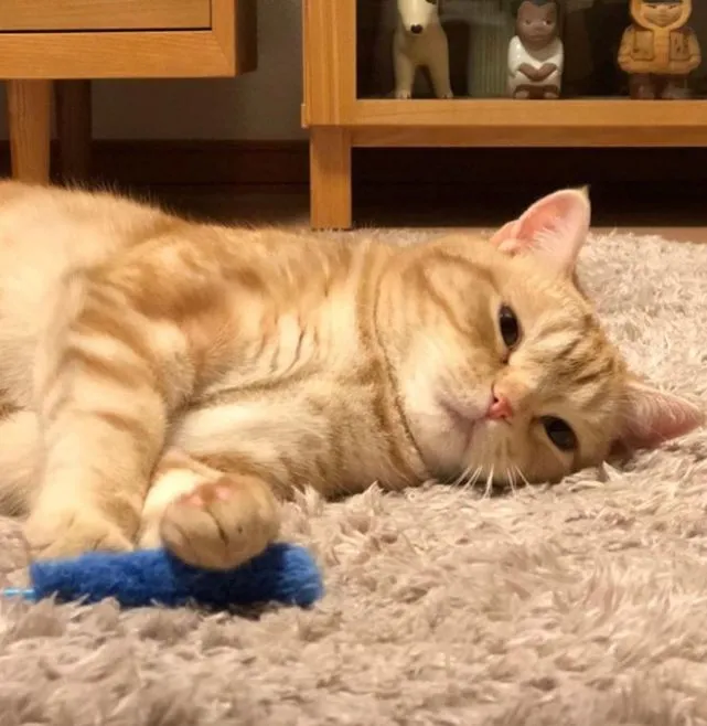 “作为过来人，劝你不要轻易养橘猫”