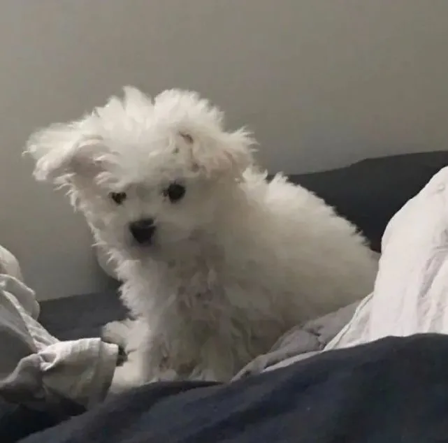 好嘛！谁不喜欢好可爱的小狗狗