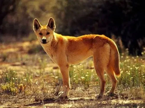 澳洲野犬的生活方式有哪些？