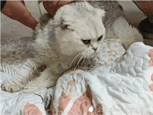 漂亮折耳猫被扔垃圾桶，不谙世事的它，一颗石子都能玩半天