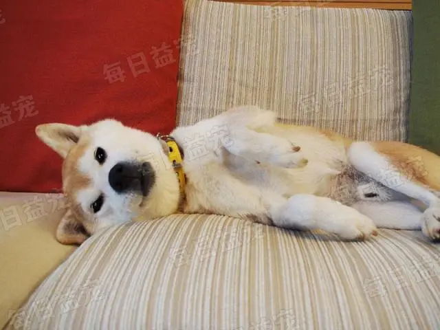 柴犬经常带小猫回家，4年半拯救17只流浪猫，主人乐坏了！