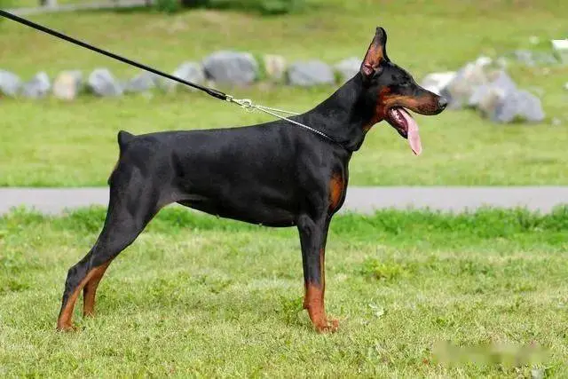 太可惜了，这些狗狗如此“忠诚”，却被禁养了