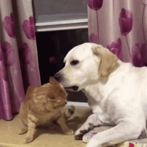 金毛和拉布拉多谁更有攻击性？看完你就知道了