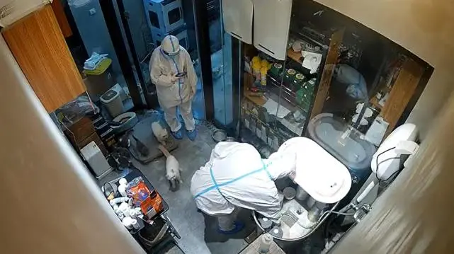 上海一宠物店被封控“大白”定期上门投喂，还特地带了两名帮手