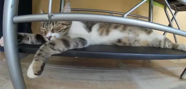 猫咪这5种睡姿，说明它不承认你为主人，快反思自己吧