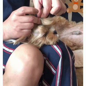 原来养狗的女生，在狗狗的眼中……都是“小仙女”啊！