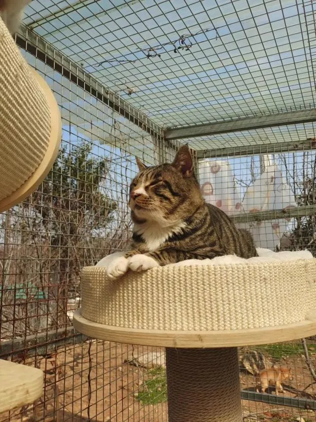 奇喵｜不安分的狸狸，两度越狱，六个月后回到家里再也不跑出去了