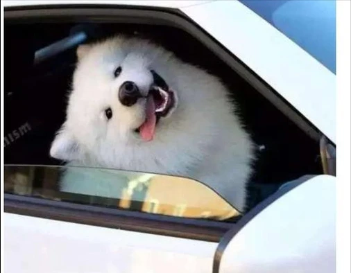 养狗要知道的知识，养狗的老手，也有可能不知道