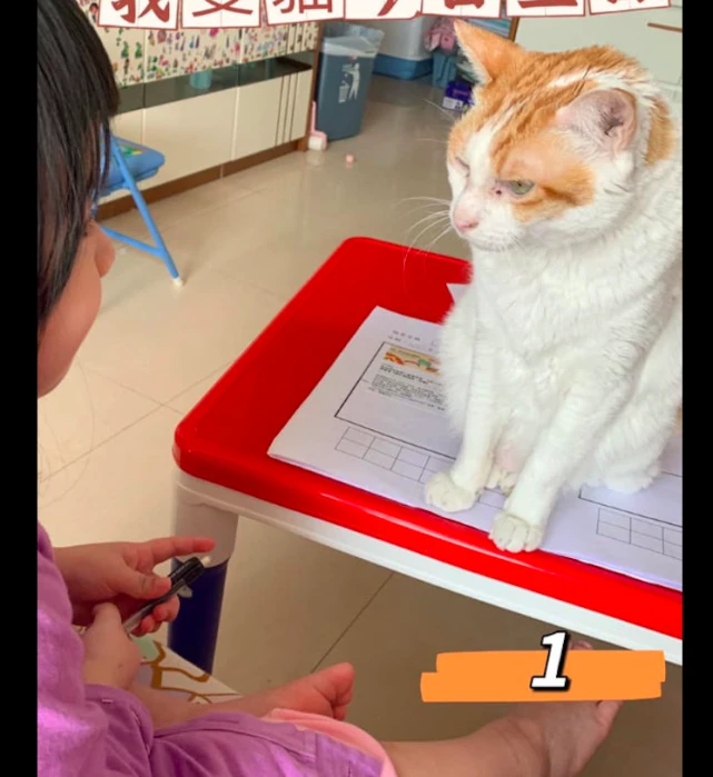 猫咪生气的和小主人对峙，没想到却被当成了模特，气得脸都绿了！