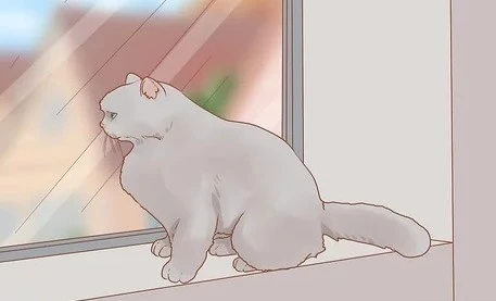 如何制止猫咪抓门