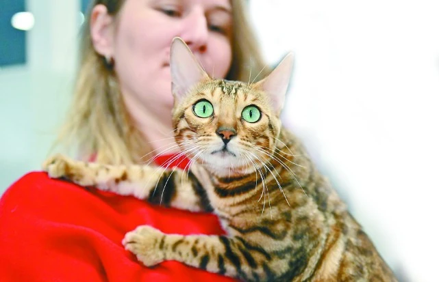 俄罗斯人：没有猫生活不完整