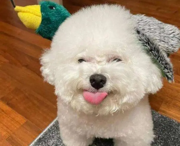 比熊犬用爪子“扒拉”你，不是因为饿了，有这5个意思