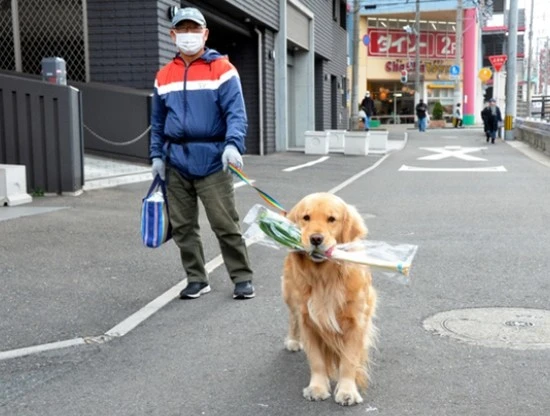 日本金毛犬陪主人购物还帮着拿菜 可爱模样治愈心灵