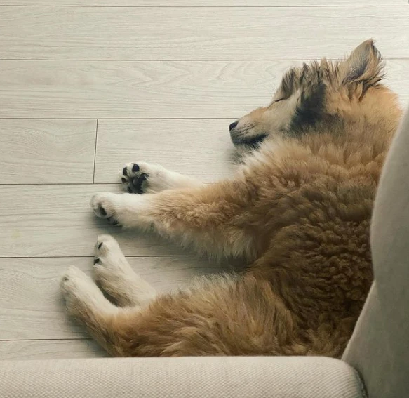 男演员捡的流浪狗却被全网嫌弃