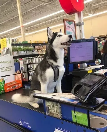 主人带二哈去逛超市，结账的时候，它的举动让全场都笑喷了