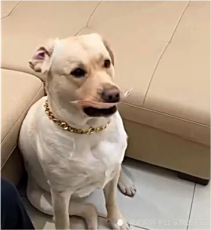 男子给家人发红包，狗子只认100元不认1元