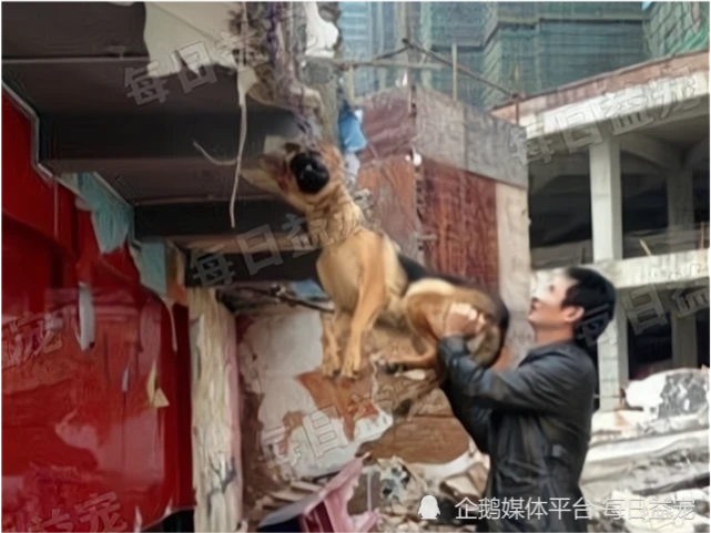 遭遇房屋拆迁，狗狗被主人遗忘，悬挂​半空险些丧命！