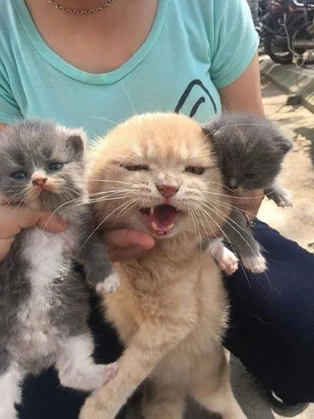 到处留种的猫被人家找上门之后，表情亮了！