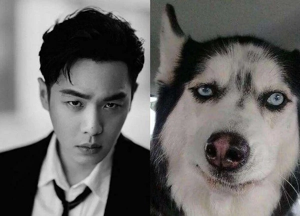 《大侦探》：何炅对张若昀哈士奇的执念有多深？