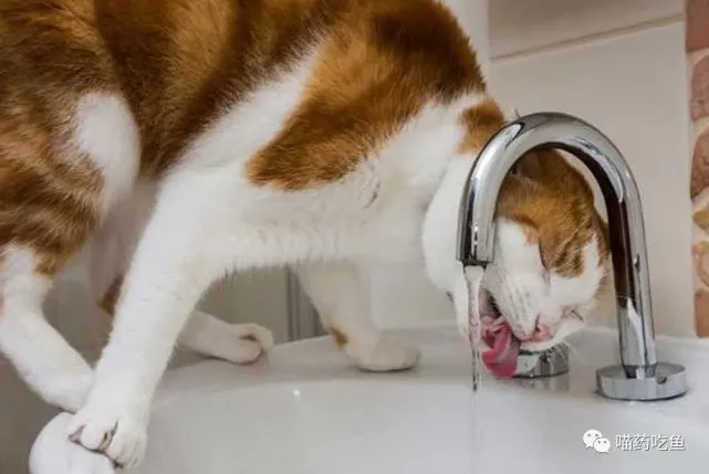 你知道吗？猫爱干的这5件事，其实有时候只是为了吸引你的注意