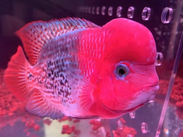 罗汉鱼喂养基本要求